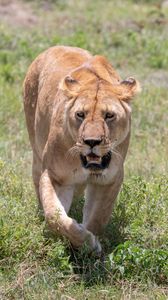 Preview wallpaper lioness, big cat, predator, grass, jaws