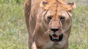 Preview wallpaper lioness, big cat, predator, grass, jaws