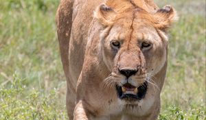 Preview wallpaper lioness, big cat, predator, grass, jaws