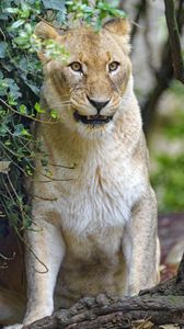 Preview wallpaper lioness, big cat, predator, glance, branches