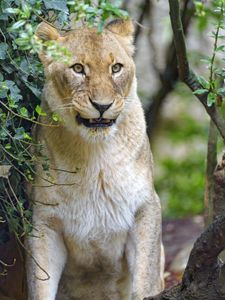 Preview wallpaper lioness, big cat, predator, glance, branches