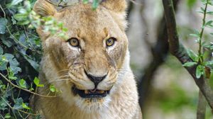 Preview wallpaper lioness, big cat, predator, glance, branches