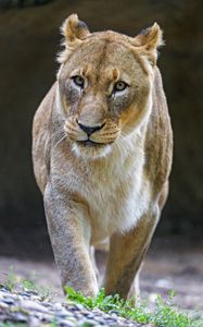 Preview wallpaper lioness, big cat, predator, glance, gait