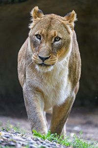 Preview wallpaper lioness, big cat, predator, glance, gait