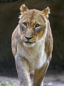 Preview wallpaper lioness, big cat, predator, glance, gait