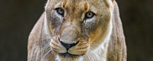 Preview wallpaper lioness, big cat, predator, glance, gait