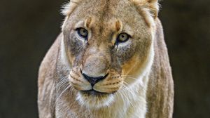 Preview wallpaper lioness, big cat, predator, glance, gait