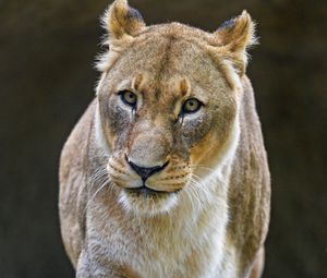 Preview wallpaper lioness, big cat, predator, glance, gait