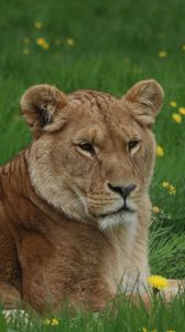 Preview wallpaper lioness, big cat, predator, grass, glance