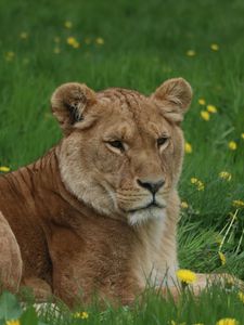 Preview wallpaper lioness, big cat, predator, grass, glance