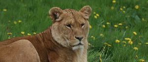 Preview wallpaper lioness, big cat, predator, grass, glance