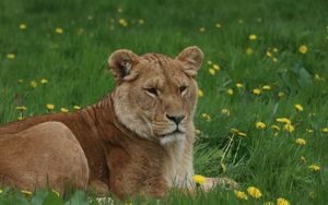 Preview wallpaper lioness, big cat, predator, grass, glance