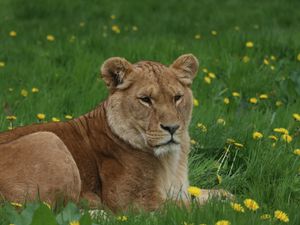 Preview wallpaper lioness, big cat, predator, grass, glance