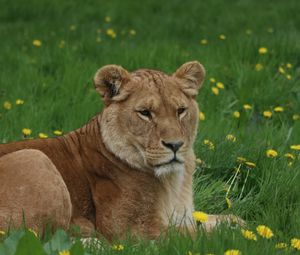 Preview wallpaper lioness, big cat, predator, grass, glance