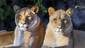 Preview wallpaper lioness, big cat, predator, glance, wild, animal