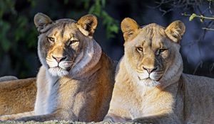 Preview wallpaper lioness, big cat, predator, glance, wild, animal