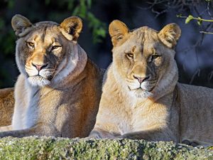 Preview wallpaper lioness, big cat, predator, glance, wild, animal