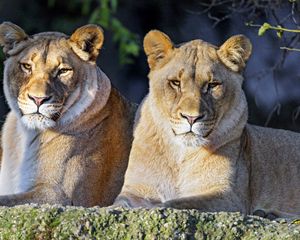 Preview wallpaper lioness, big cat, predator, glance, wild, animal