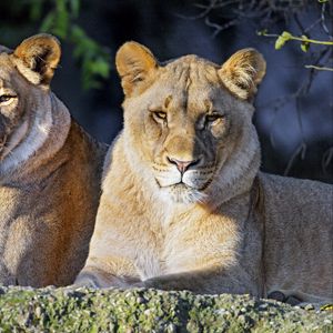 Preview wallpaper lioness, big cat, predator, glance, wild, animal