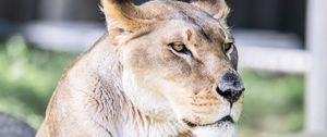 Preview wallpaper lioness, big cat, predator