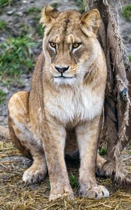 Preview wallpaper lioness, big cat, predator, wild