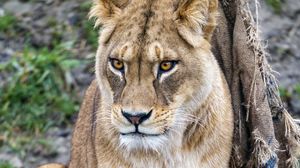 Preview wallpaper lioness, big cat, predator, wild
