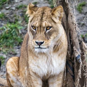 Preview wallpaper lioness, big cat, predator, wild