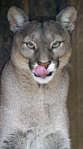 Preview wallpaper lioness, big cat, protruding tongue