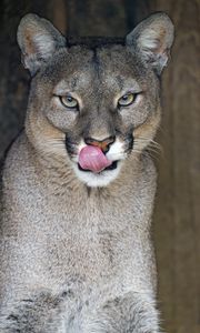 Preview wallpaper lioness, big cat, protruding tongue