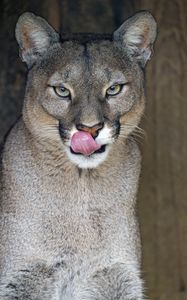 Preview wallpaper lioness, big cat, protruding tongue