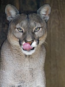 Preview wallpaper lioness, big cat, protruding tongue