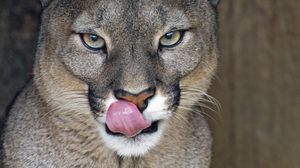 Preview wallpaper lioness, big cat, protruding tongue