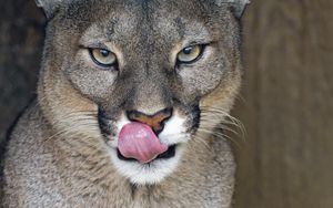 Preview wallpaper lioness, big cat, protruding tongue