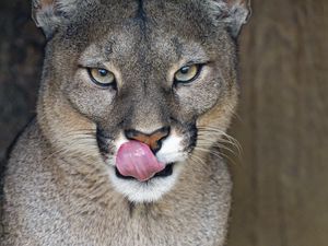 Preview wallpaper lioness, big cat, protruding tongue