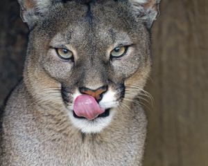 Preview wallpaper lioness, big cat, protruding tongue