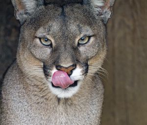 Preview wallpaper lioness, big cat, protruding tongue