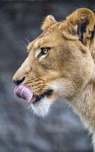 Preview wallpaper lioness, big cat, protruding tongue, profile