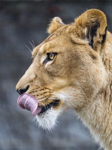 Preview wallpaper lioness, big cat, protruding tongue, profile