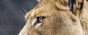 Preview wallpaper lioness, big cat, protruding tongue, profile