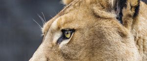 Preview wallpaper lioness, big cat, protruding tongue, profile