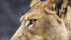 Preview wallpaper lioness, big cat, protruding tongue, profile