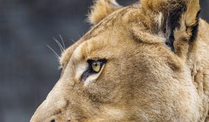 Preview wallpaper lioness, big cat, protruding tongue, profile