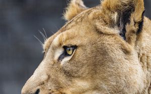 Preview wallpaper lioness, big cat, protruding tongue, profile