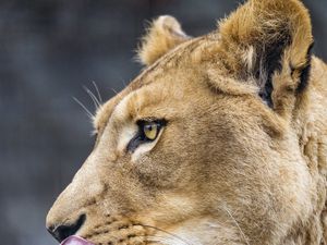 Preview wallpaper lioness, big cat, protruding tongue, profile