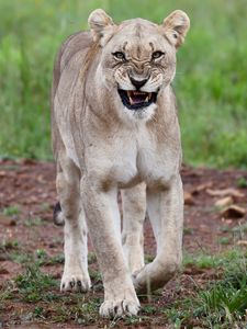 Preview wallpaper lioness, big cat, rage