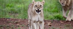 Preview wallpaper lioness, big cat, rage