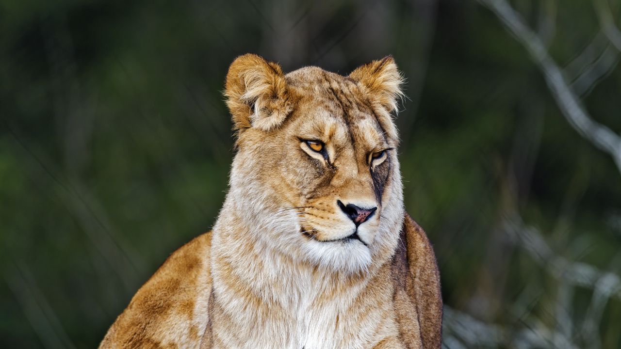 Wallpaper lioness, big cat, wild, predator