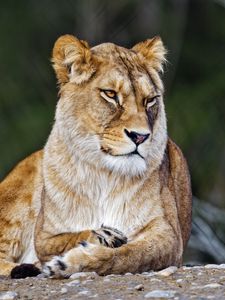 Preview wallpaper lioness, big cat, wild, predator