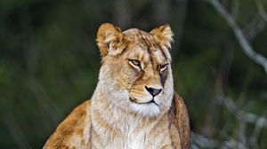 Preview wallpaper lioness, big cat, wild, predator