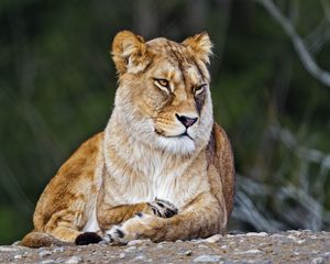 Preview wallpaper lioness, big cat, wild, predator